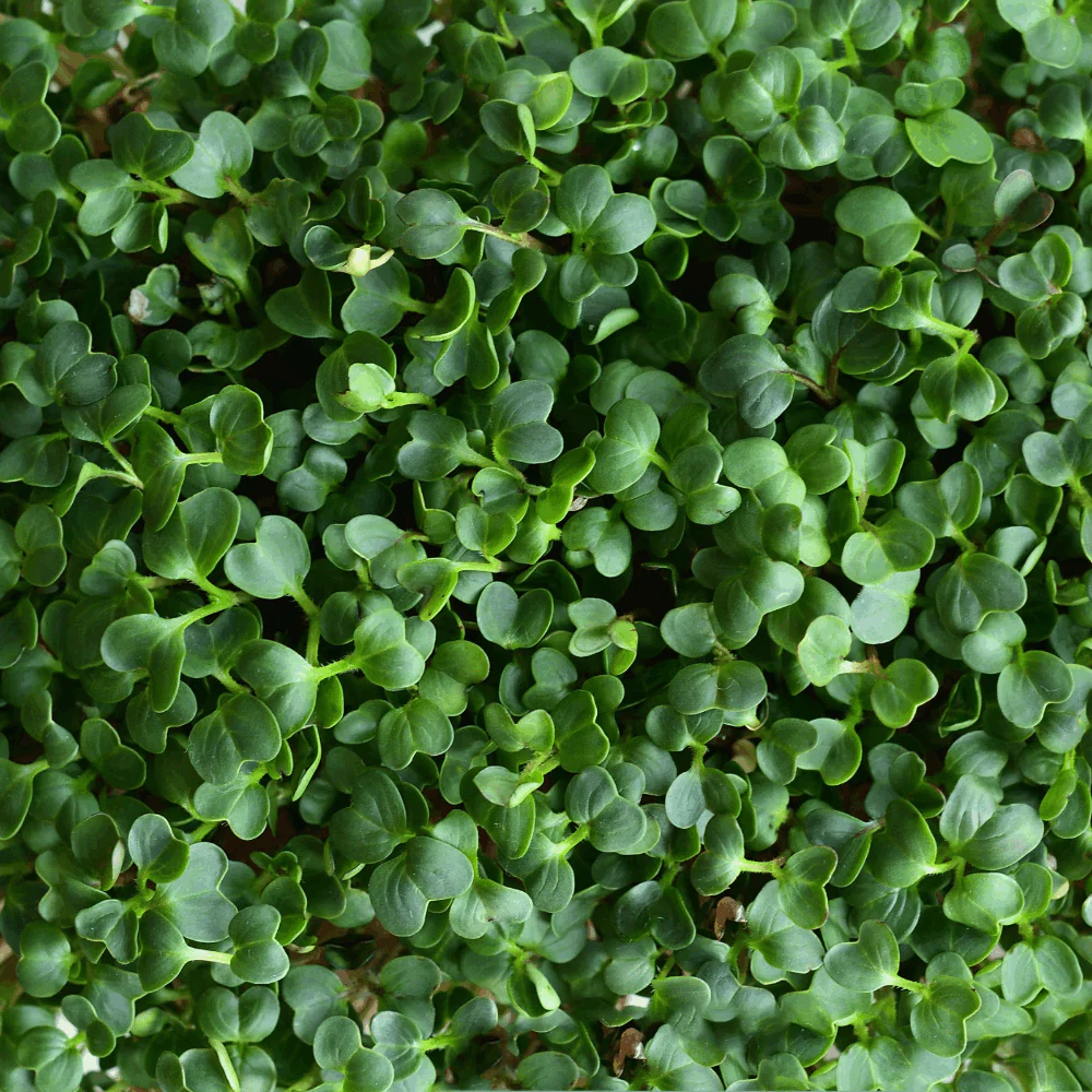 Kale Squire - Image 2