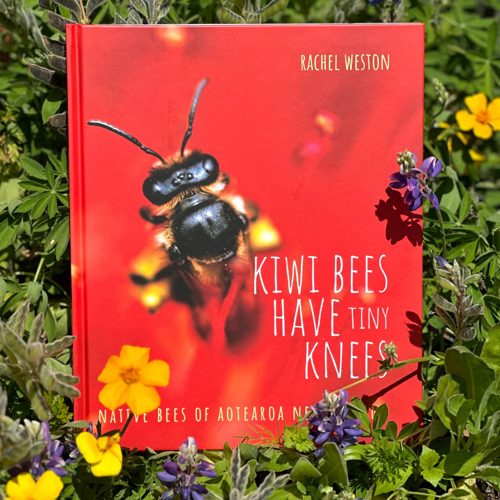 Kiwi Bees Have Tiny Knees