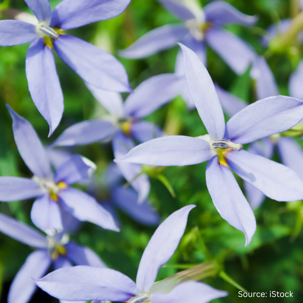 Laurentia Blue Star