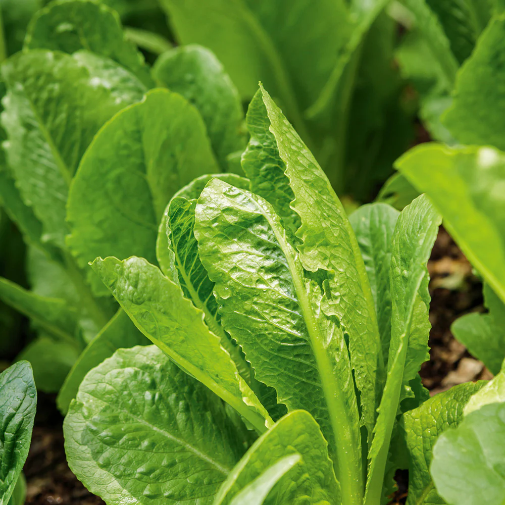Lettuce Cos