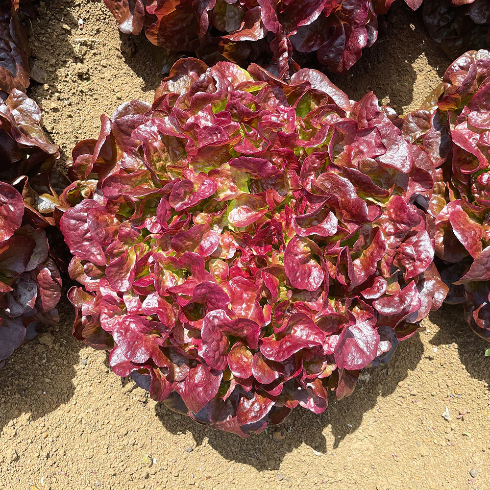 Lettuce Oakleaf Red