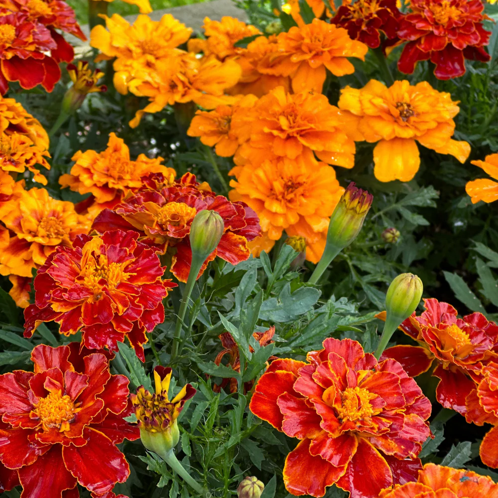 Marigold Citrus Bedding Mix