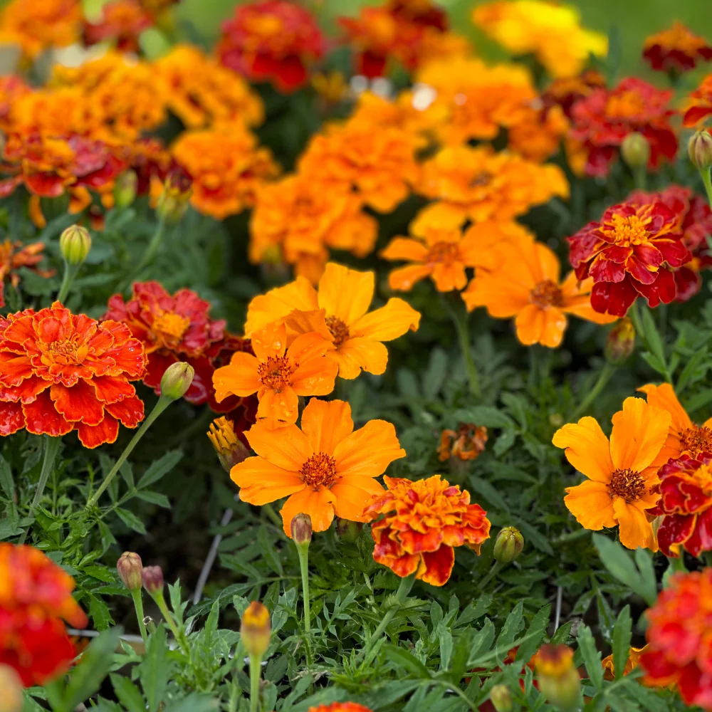 Marigold Citrus Bedding Mix - Image 2