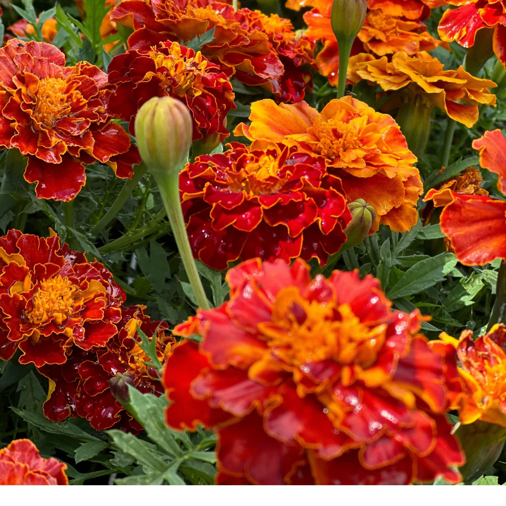 Marigold Citrus Bedding Mix - Image 3
