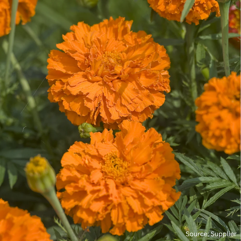 Marigold Kees' Orange