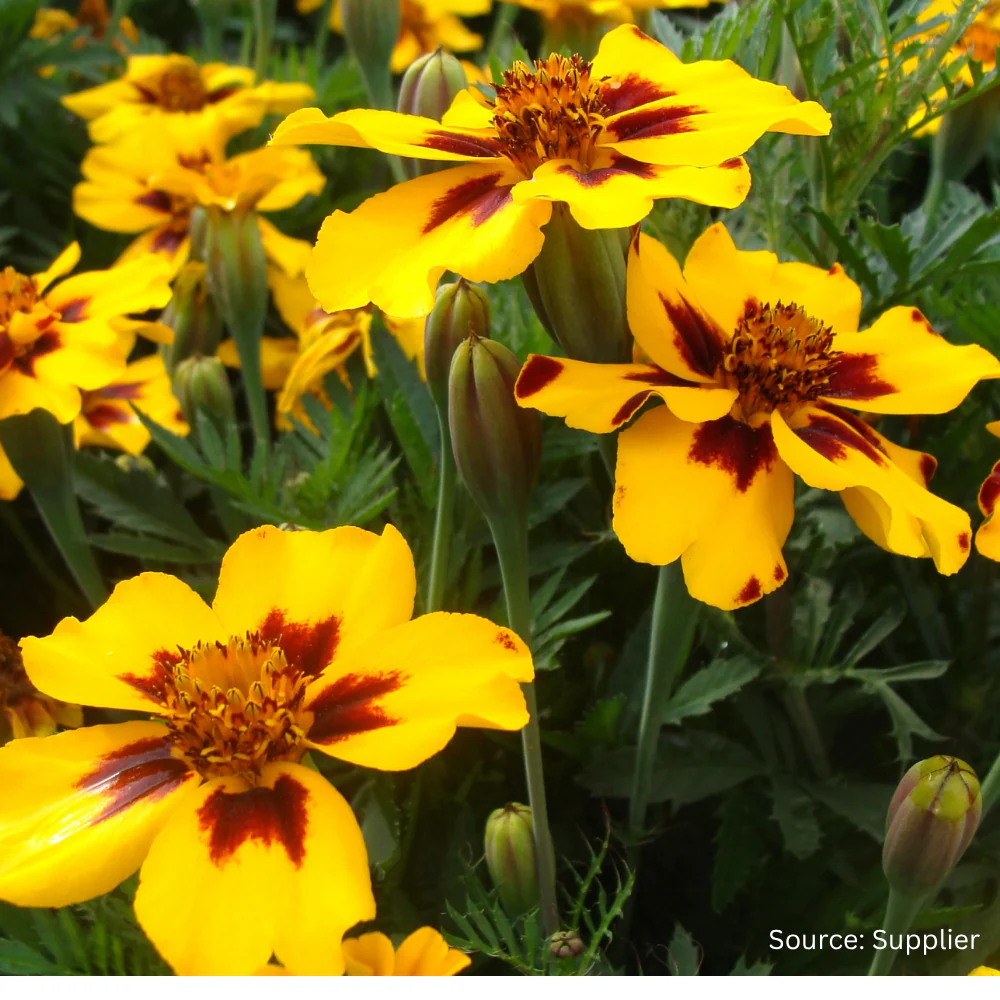 Marigold Naughty Marietta