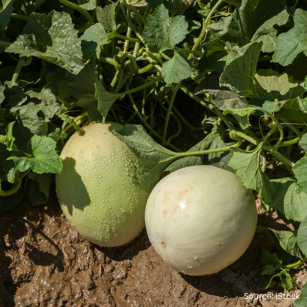 Melon Honeydew F1 (Treated seed)