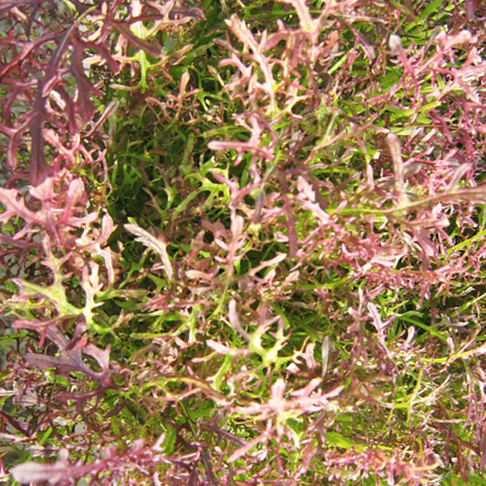Mizuna Red Coral - Image 2