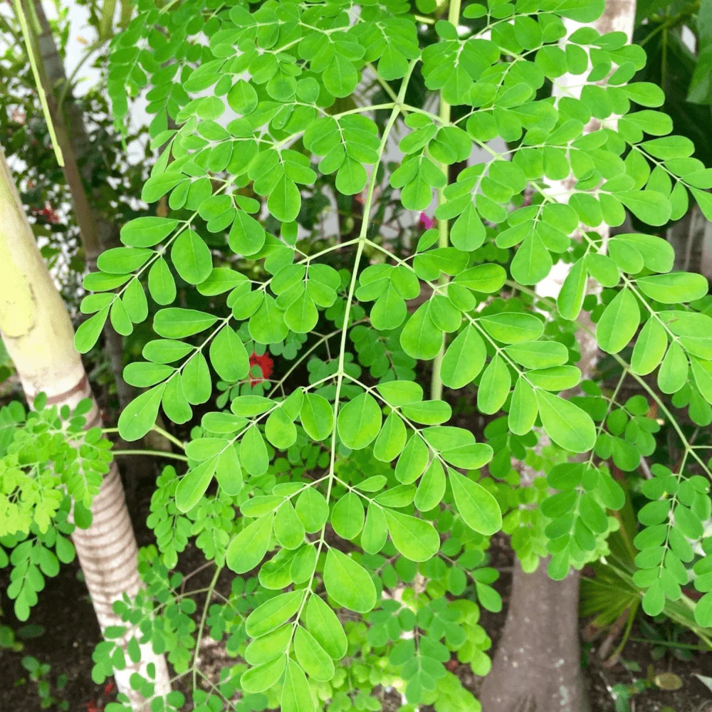Moringa Horseradish Tree - Image 2