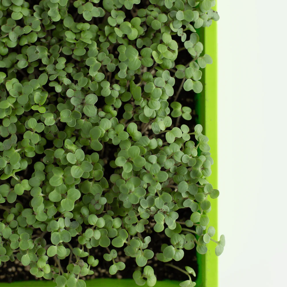 Mustard Salad White - Image 2