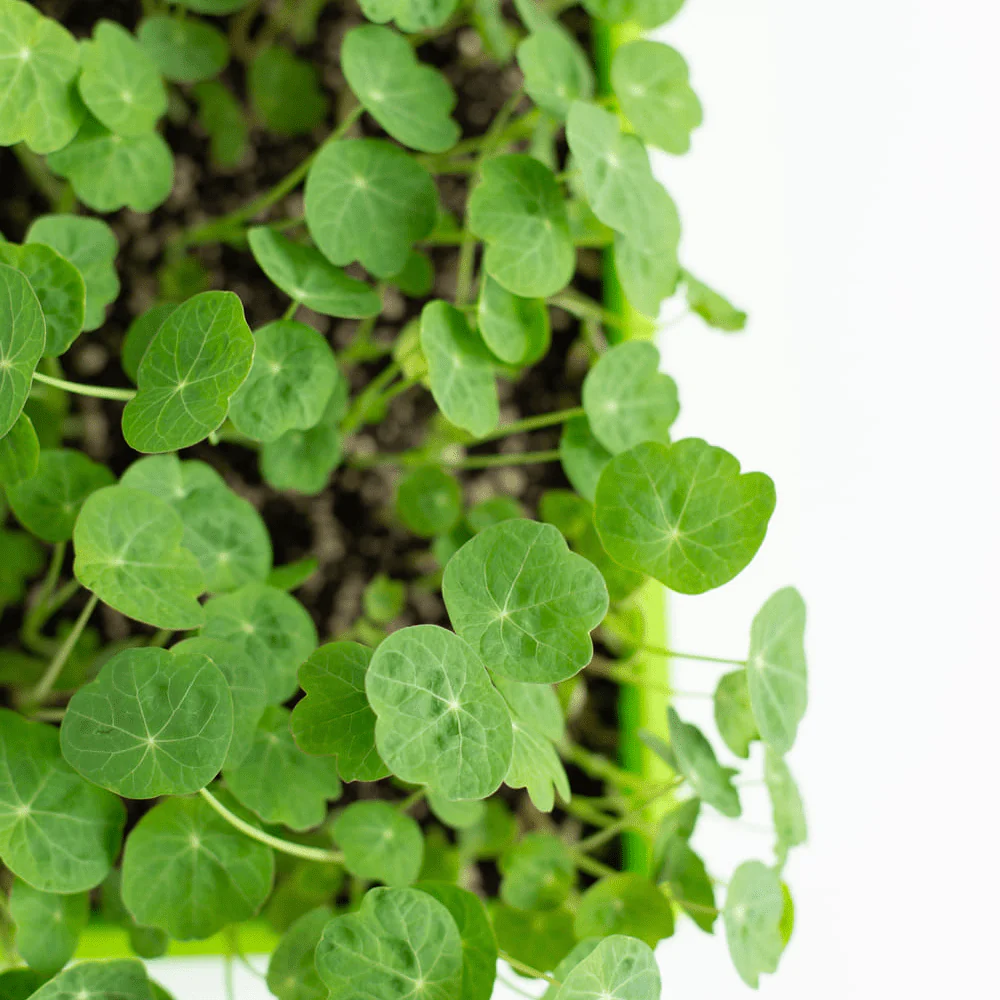 Nasturtium Verde - Image 2