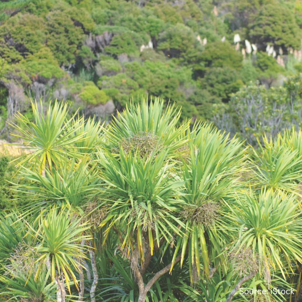 New Zealand Natives