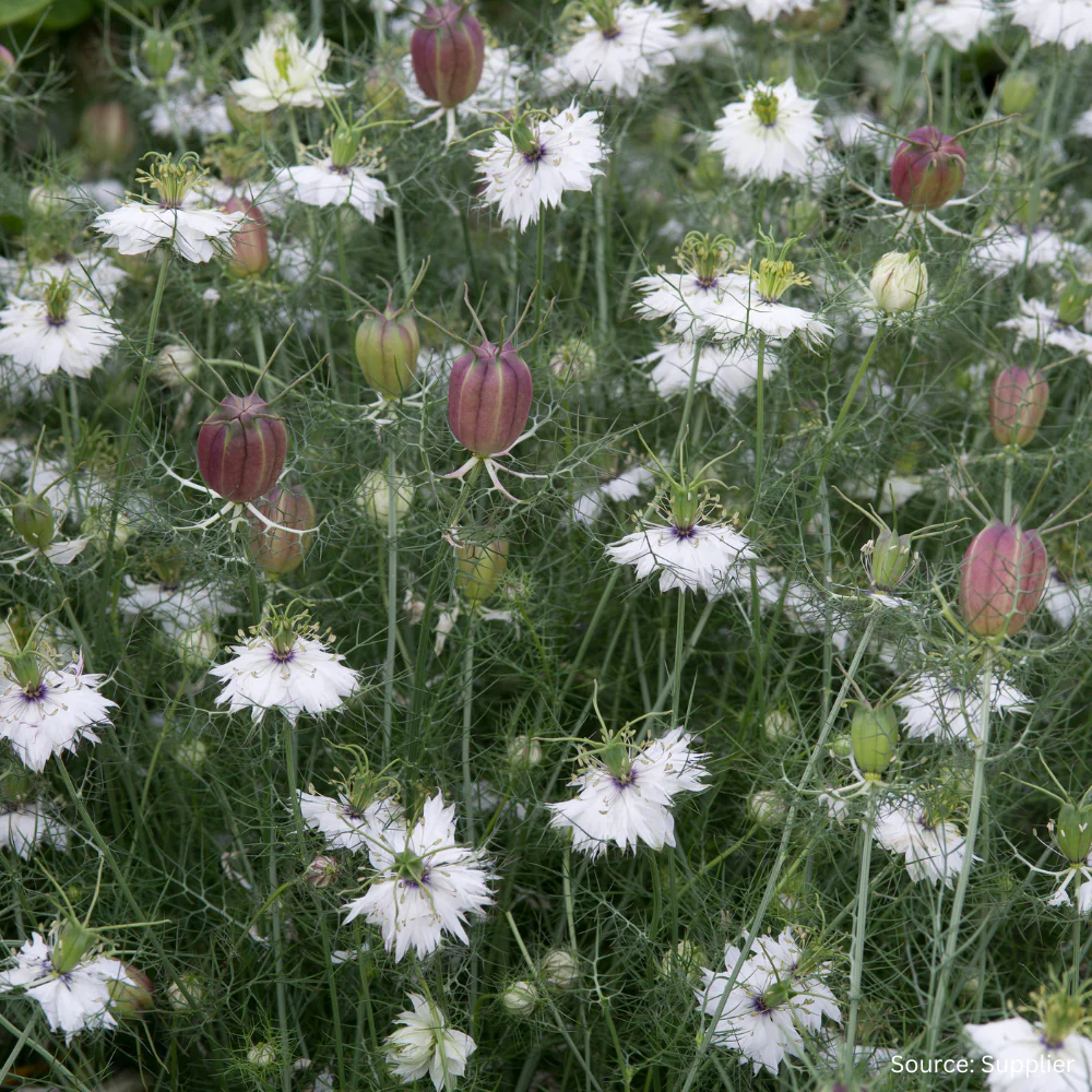 Nigella Albion Black Pod - Image 3