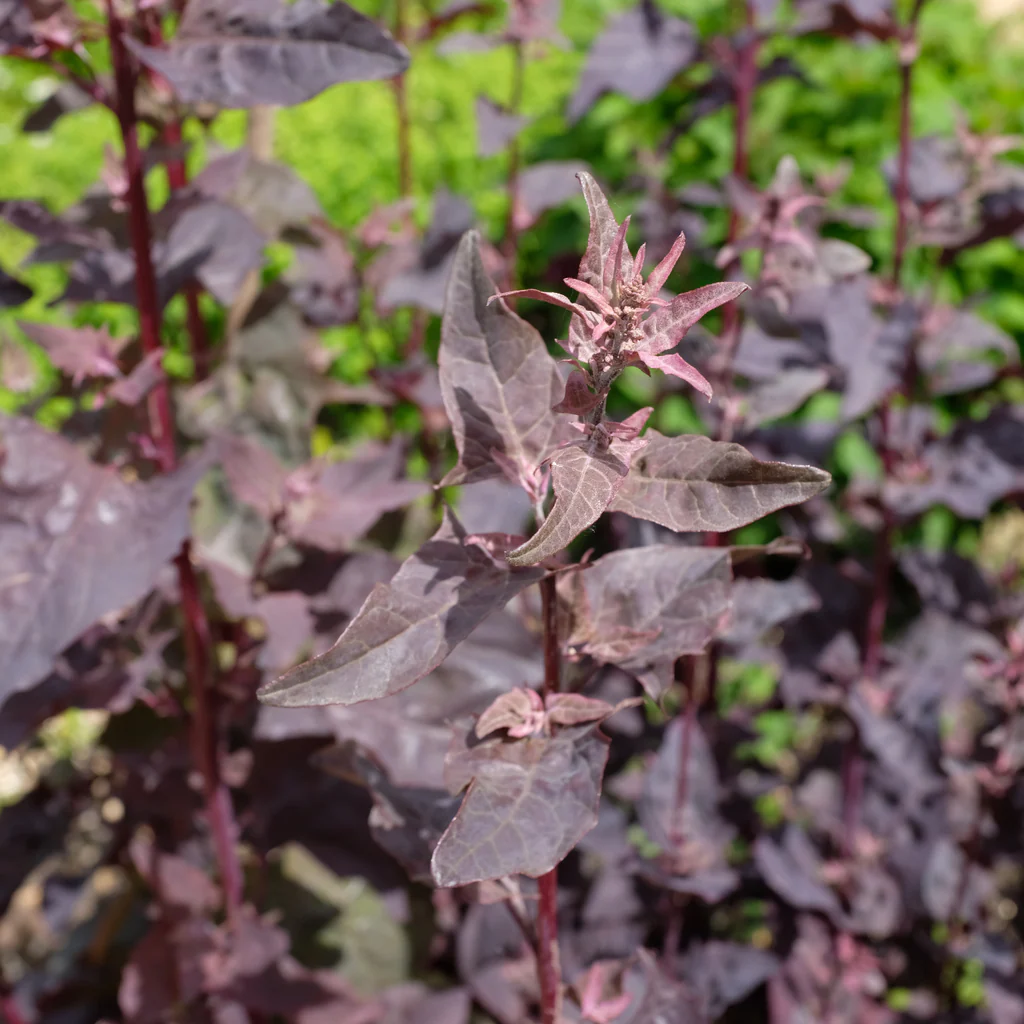 Orach Red