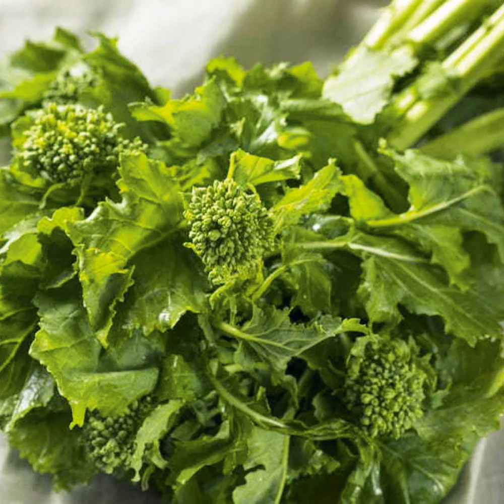 Organic Broccoli Raab Spring Rapini
