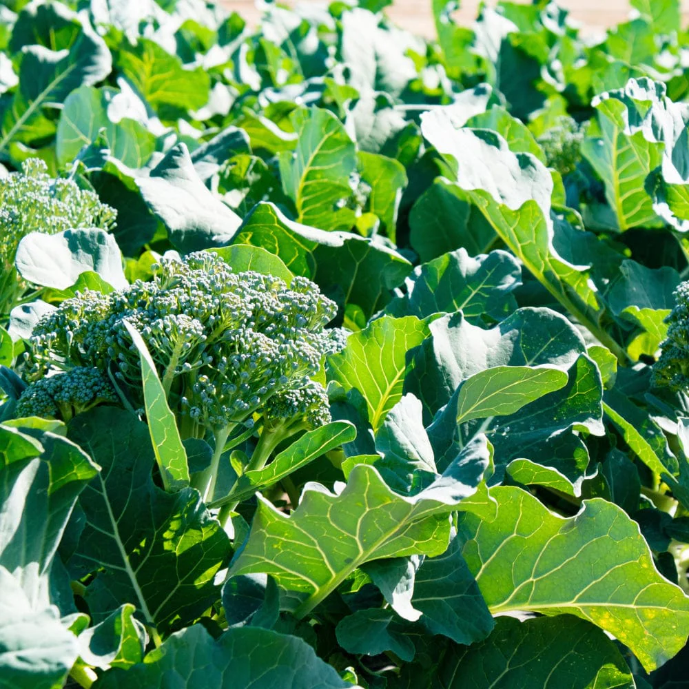 Organic Broccoli Waltham - Image 2