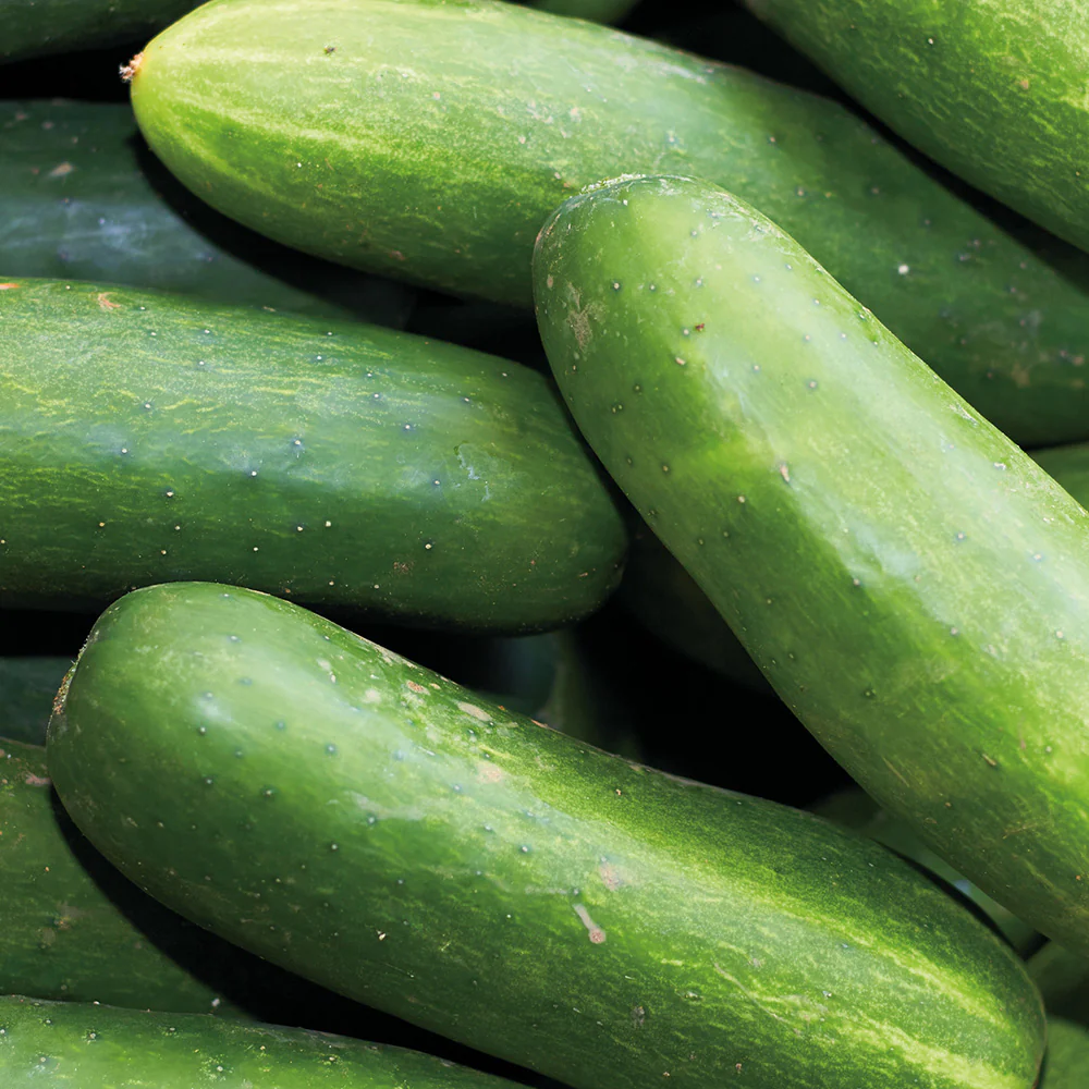 Organic Cucumber Marketmore