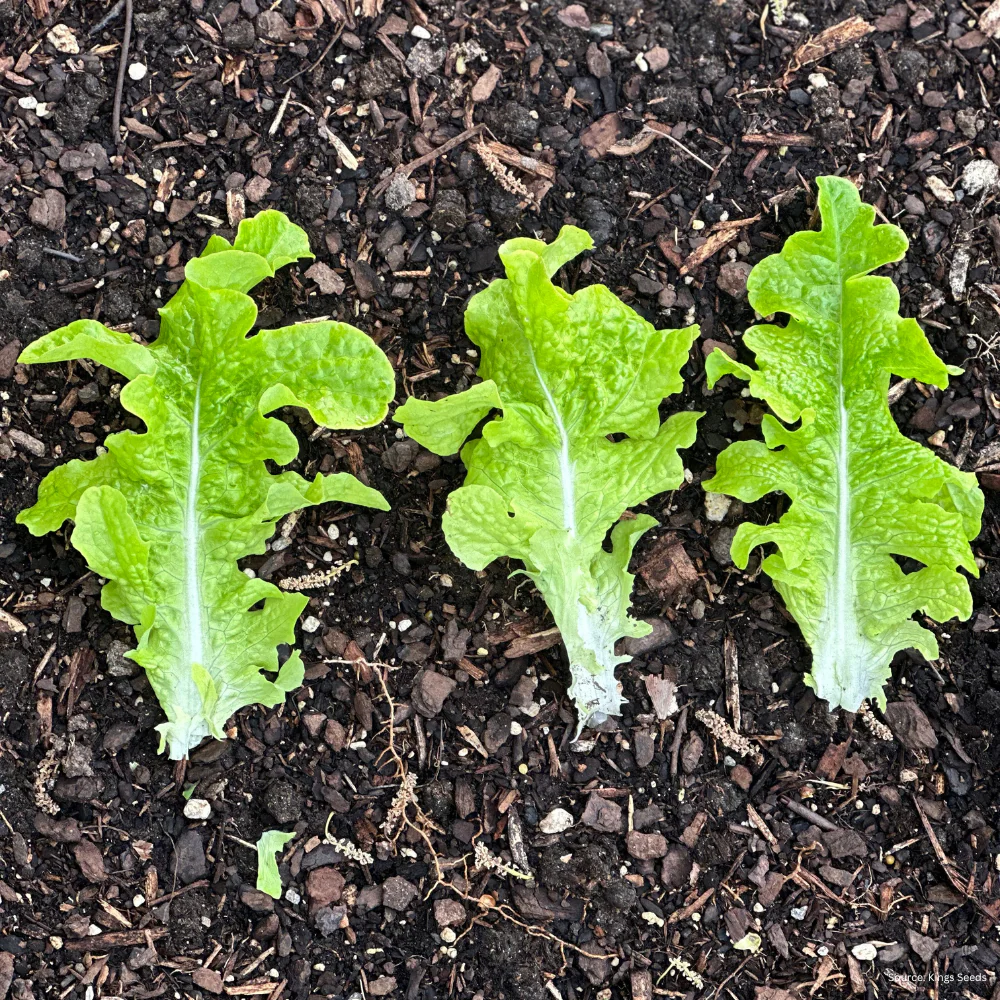 Organic Lettuce Salad Bowl Green - Image 3