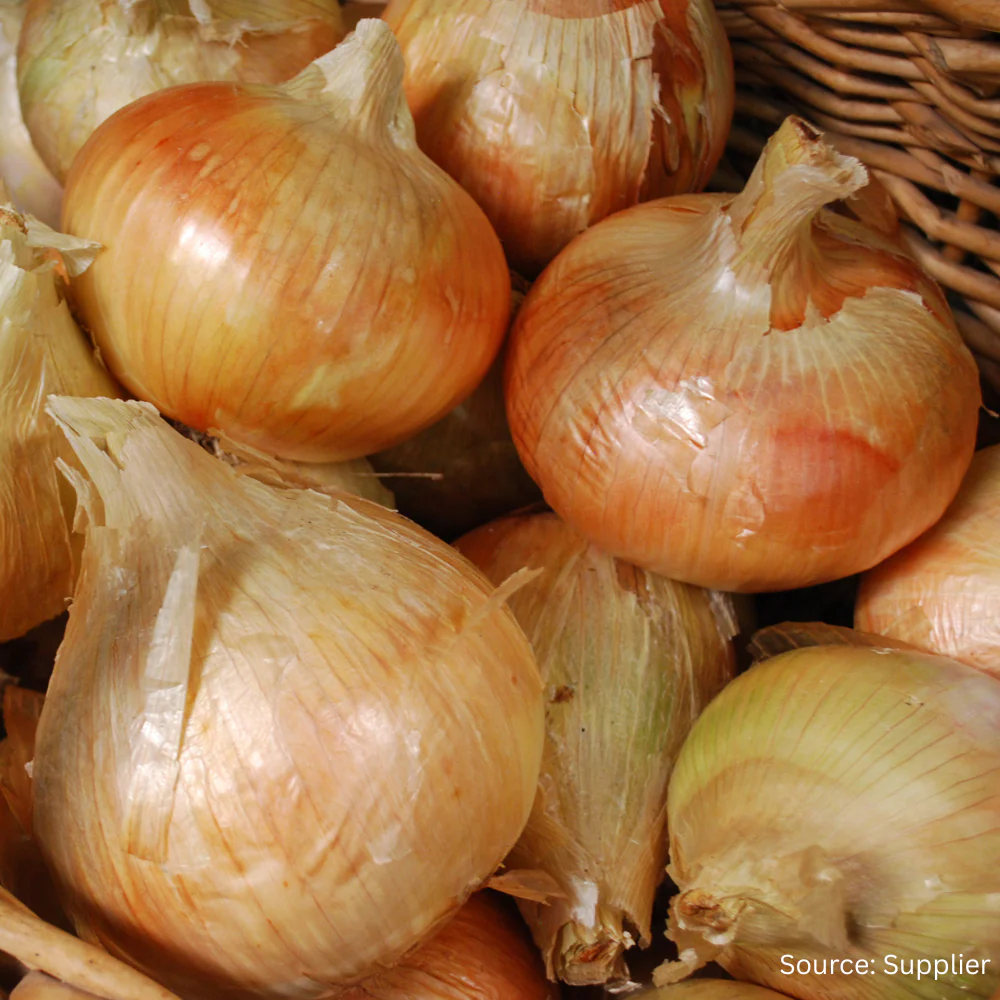 Organic Onion Ailsa Craig - Image 2