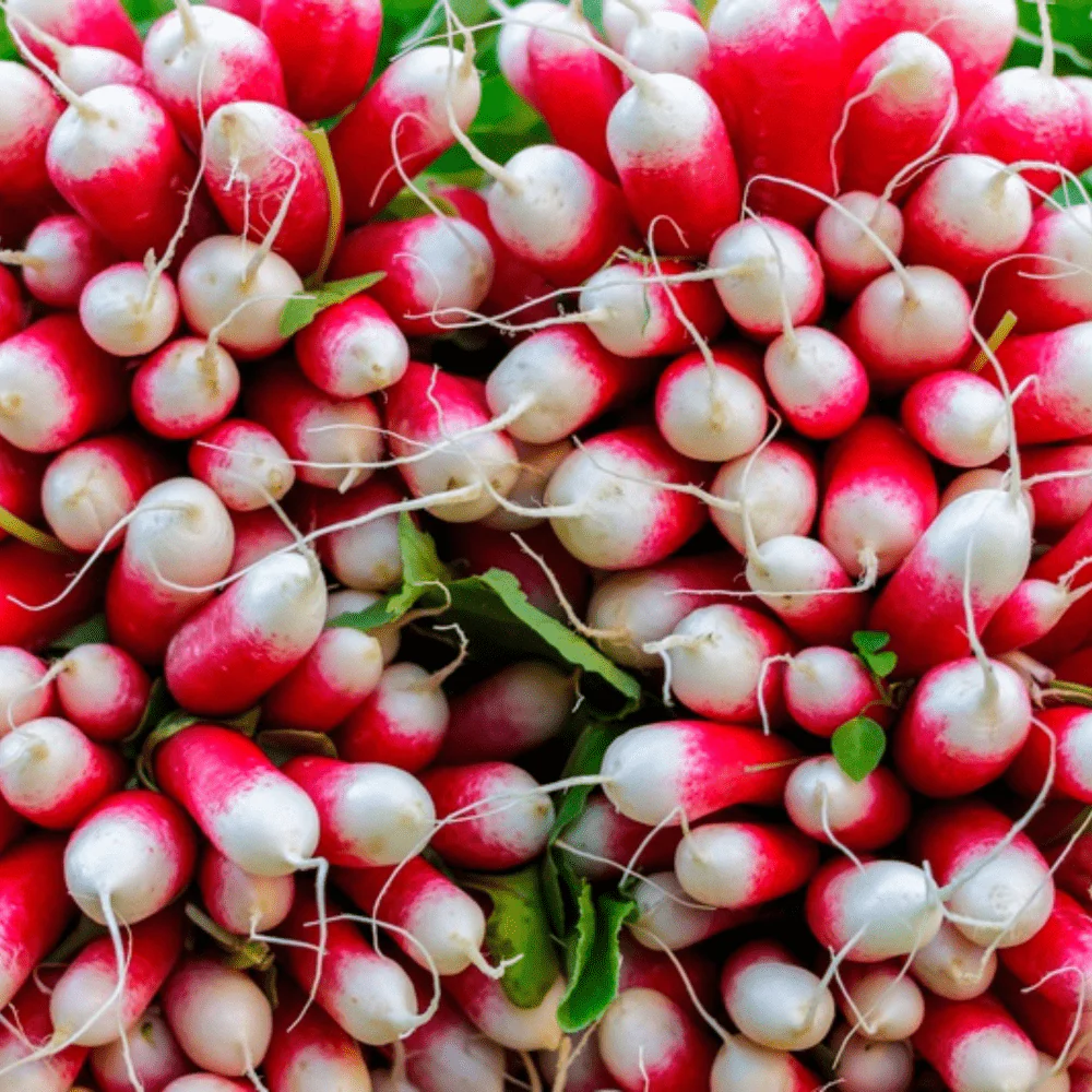 Organic Radish French Breakfast - Image 3