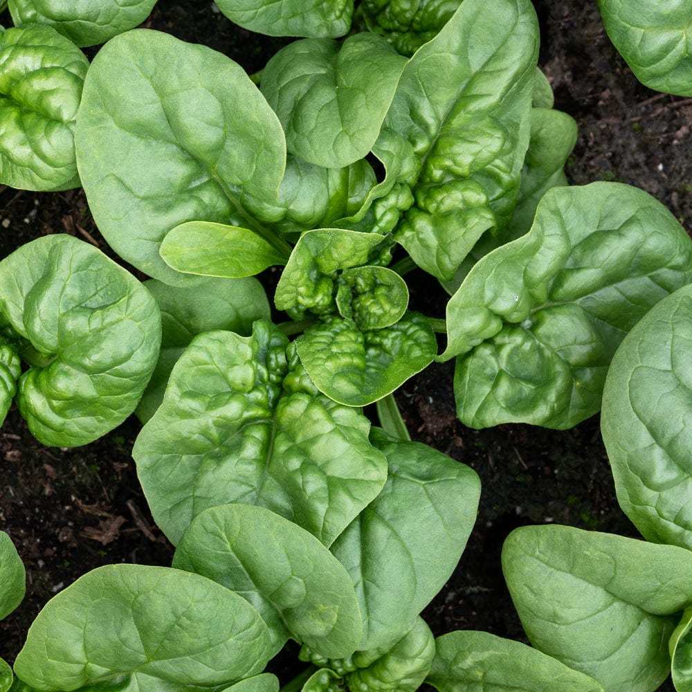 Organic Spinach Bloomsdale - Image 2