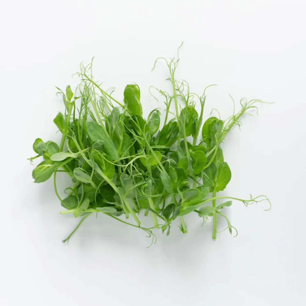 Pea Aragon - Image 3