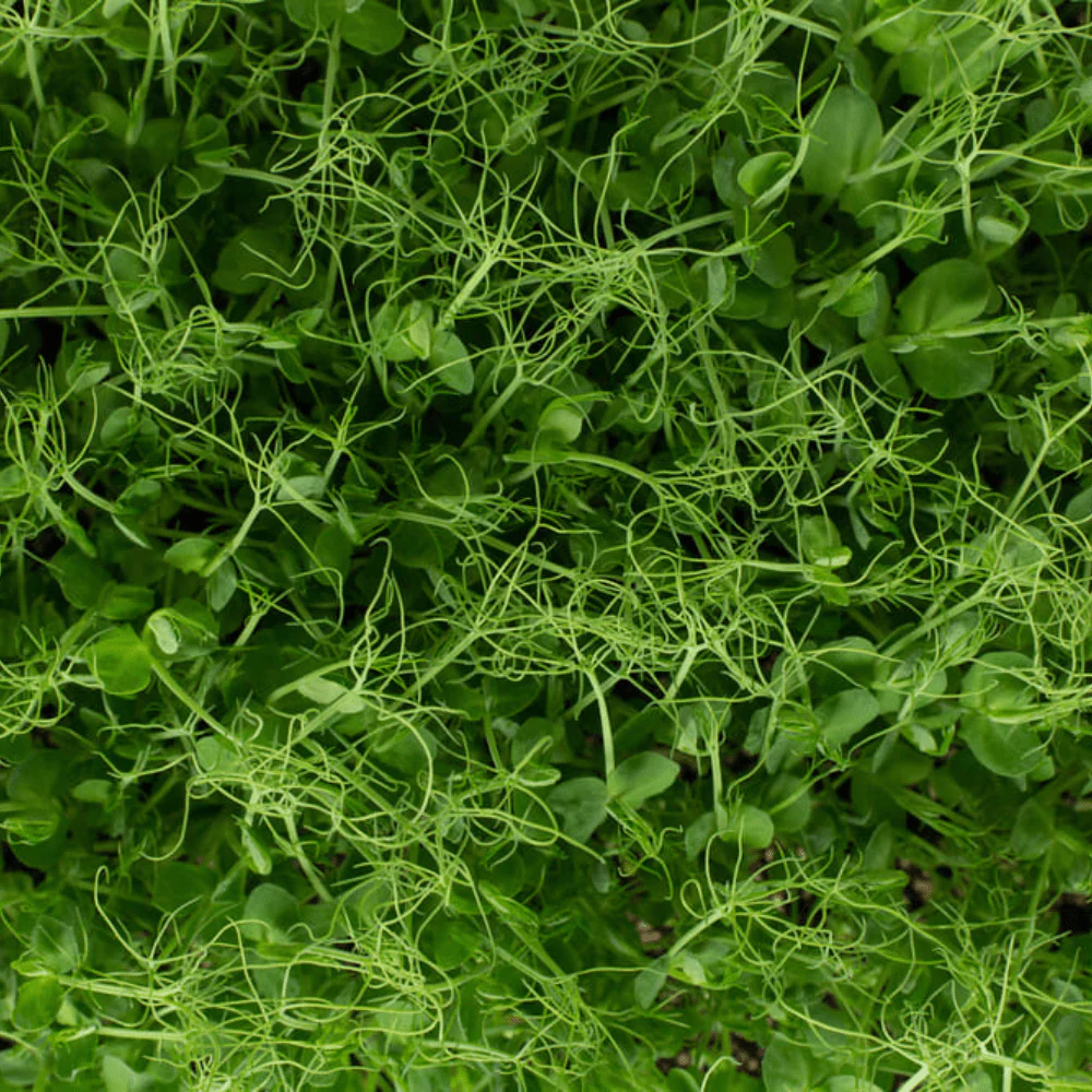Pea Fiji Feathers - Image 2
