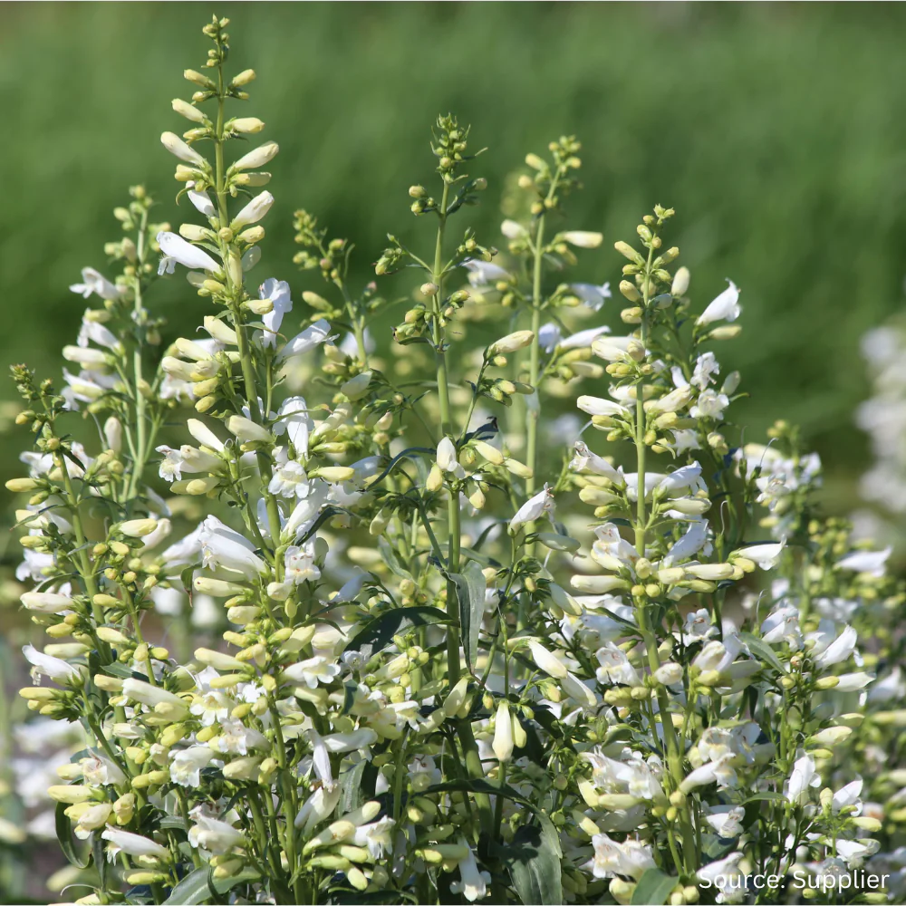 Penstemon Twizzle White