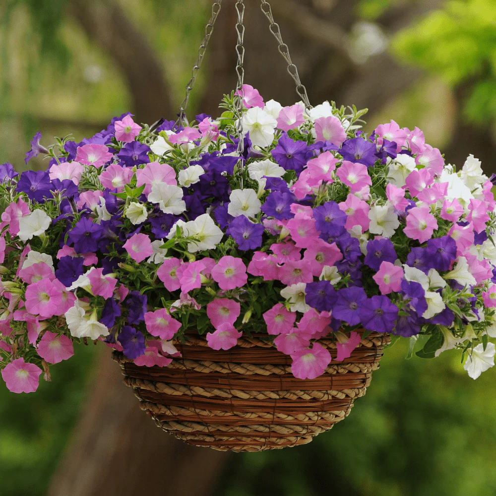 Petunia Wave Mix F1 - Image 3