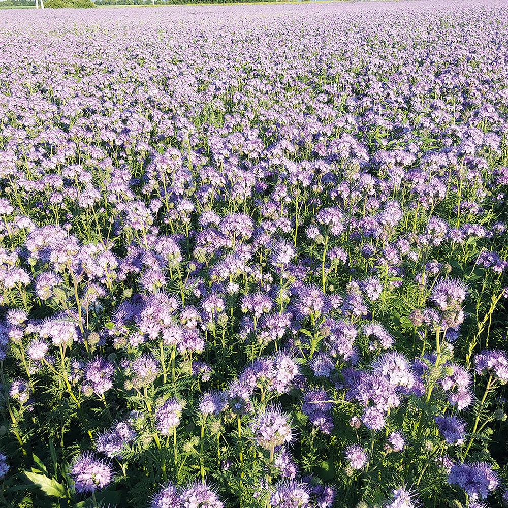 Phacelia