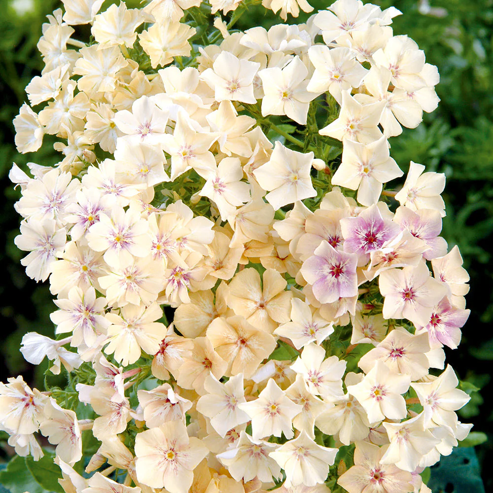 Phlox Crème Brulee