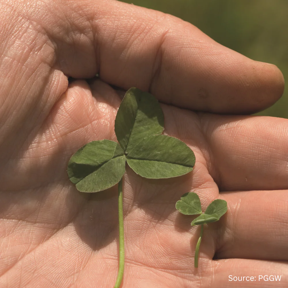 Pipolina Microclover® - Image 3