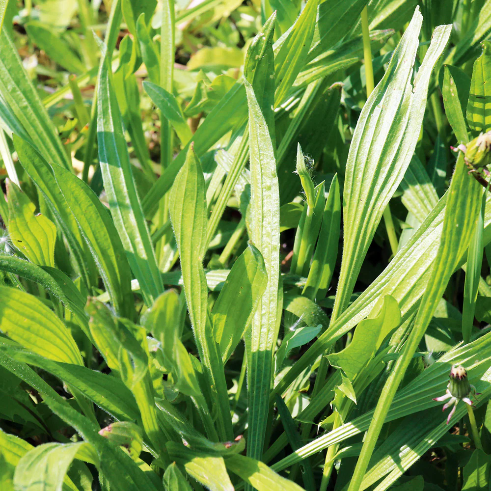 Plantain