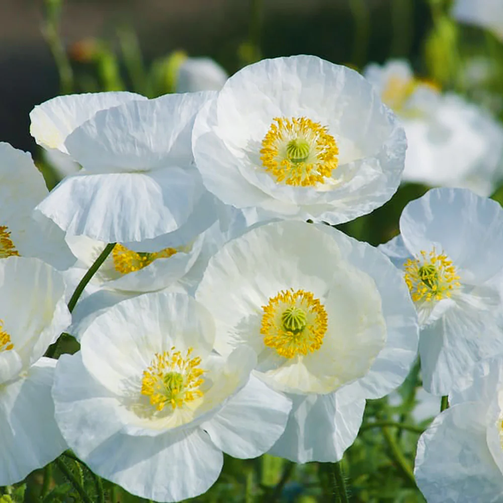 Poppy Bridal Silk