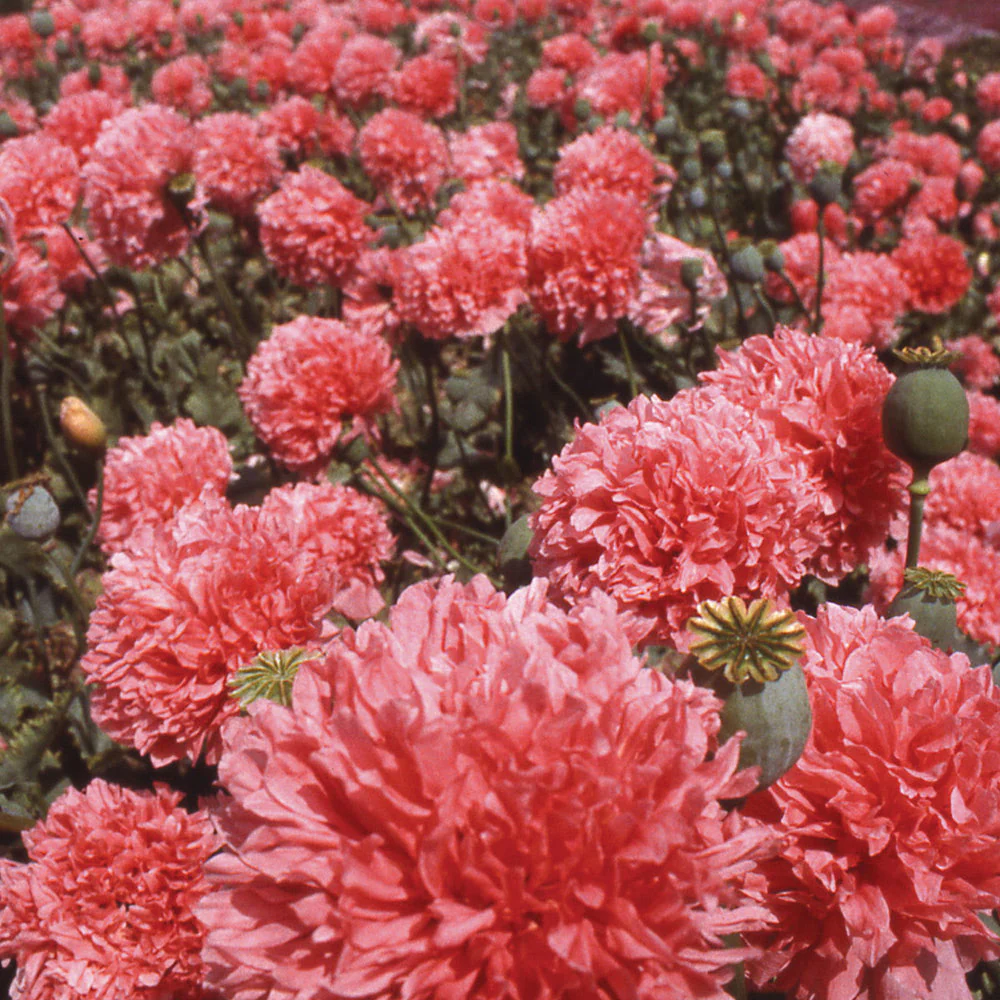 Poppy Paeony Salmon