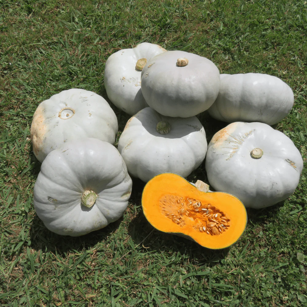 Pumpkin Crown Prince F1 - Image 2