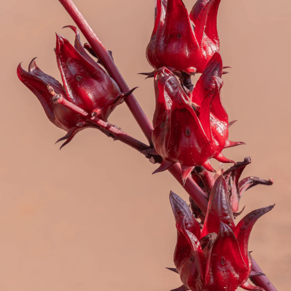 Roselle - Image 3