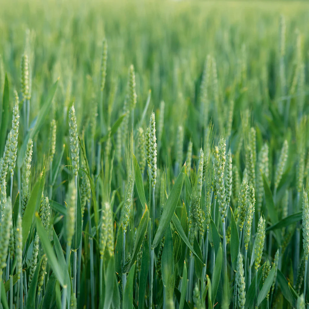 Ryecorn