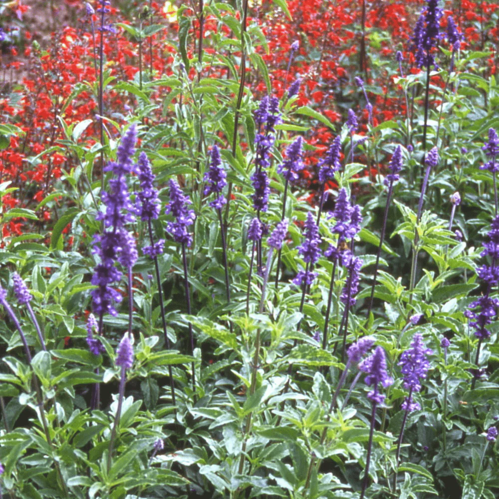 Salvia Blue Bedder