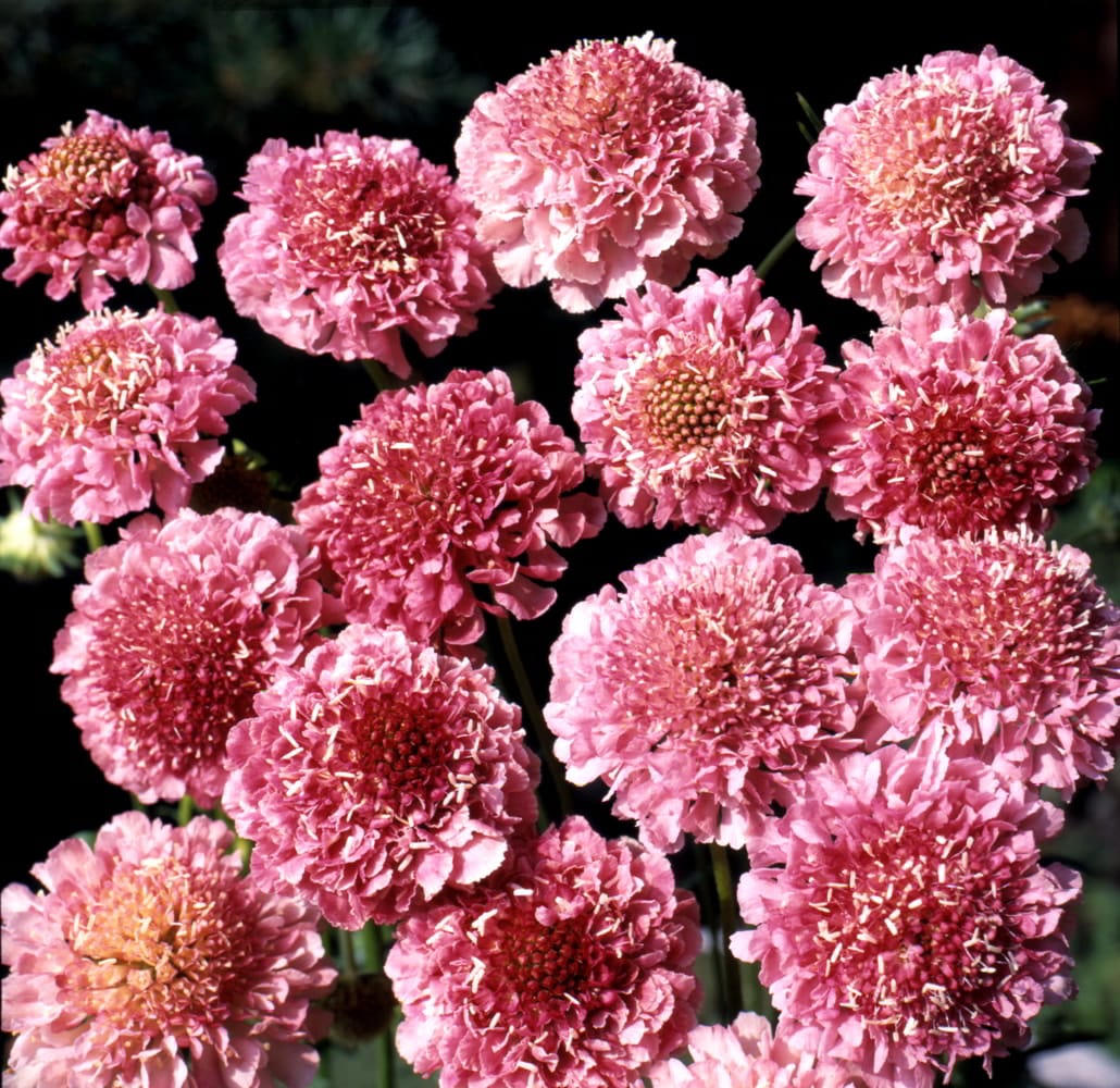 Scabiosa Salmon Queen - Image 2