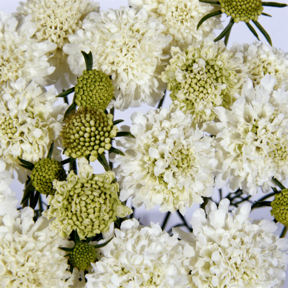 Scabiosa Snow Maiden - Image 2