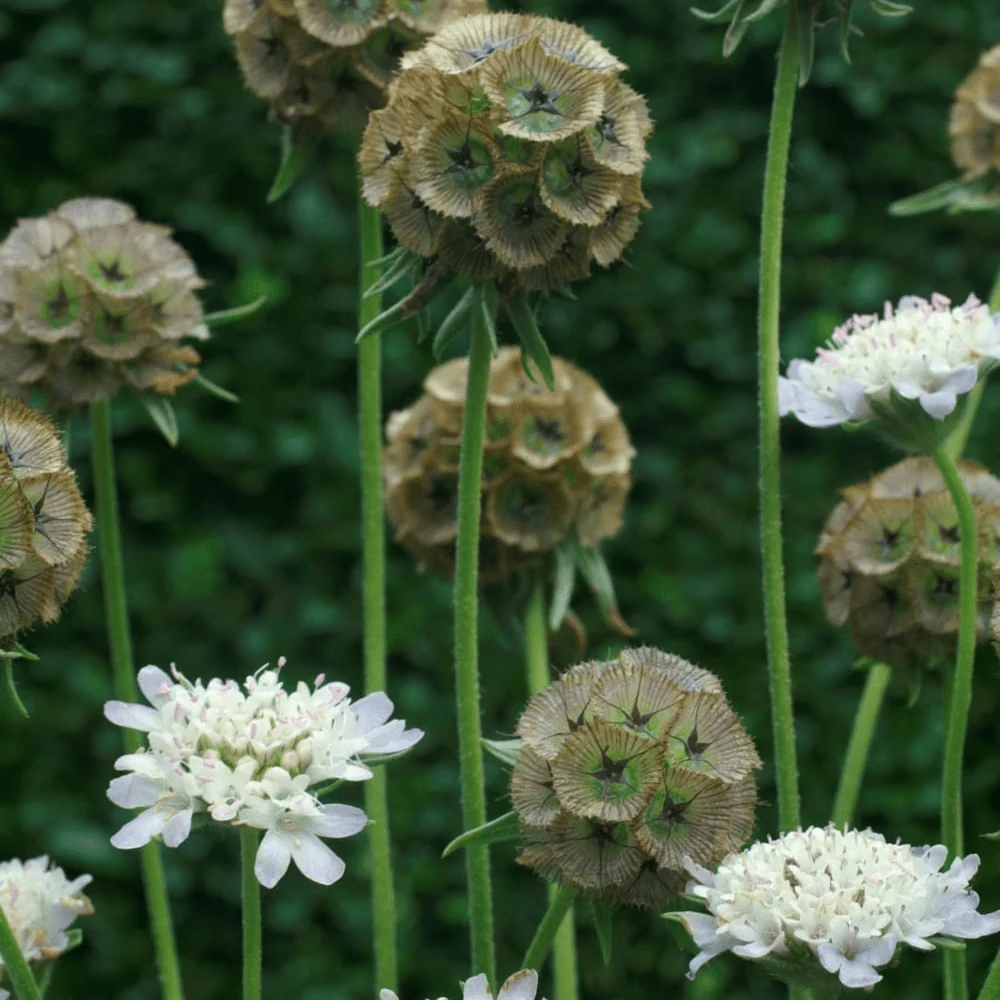 Scabiosa Starball - Image 2
