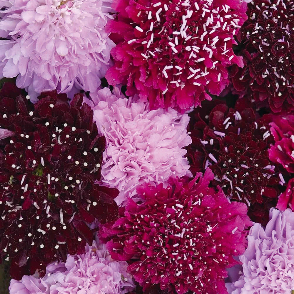 Scabiosa Summer Fruits