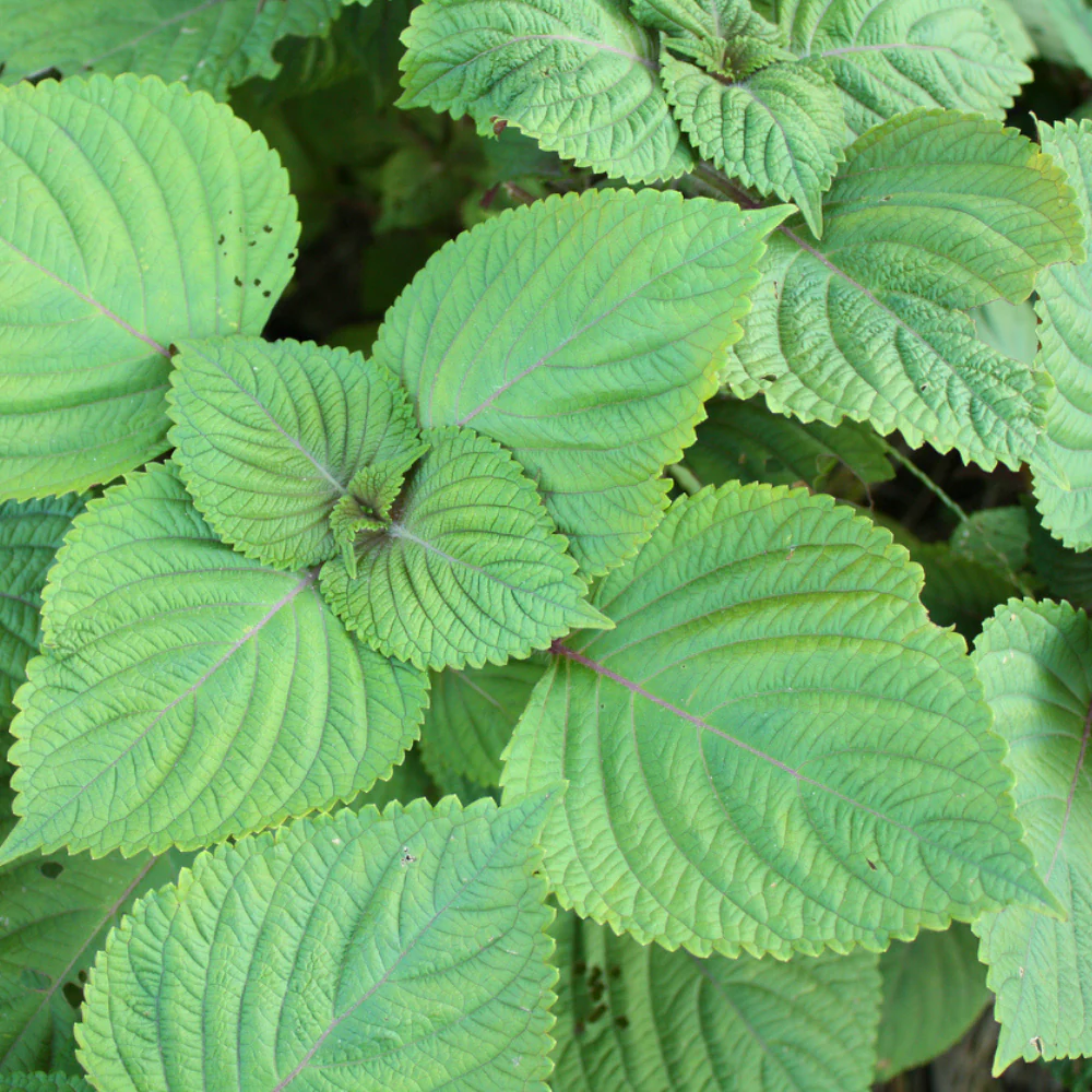 Perilla Green
