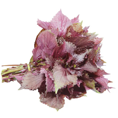 Perilla Purple