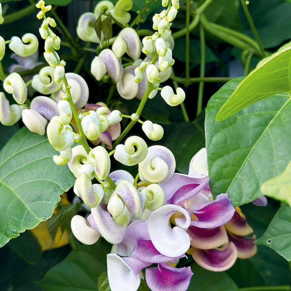 Snail Vine