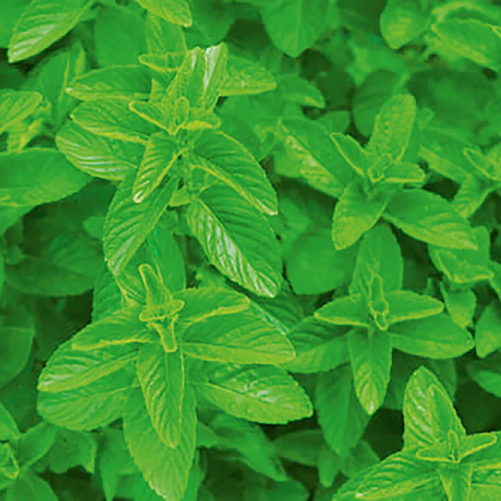 Spearmint