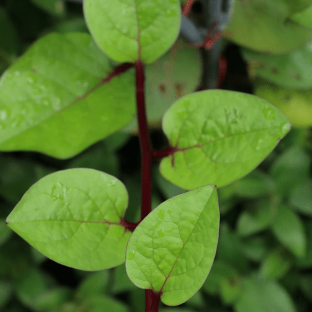 Spinach Malabar - Image 2