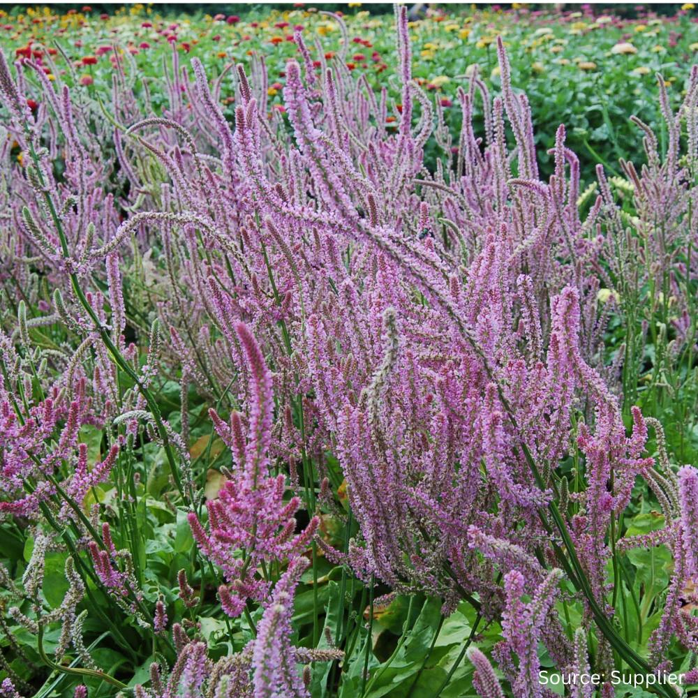 Statice Pink Pokers