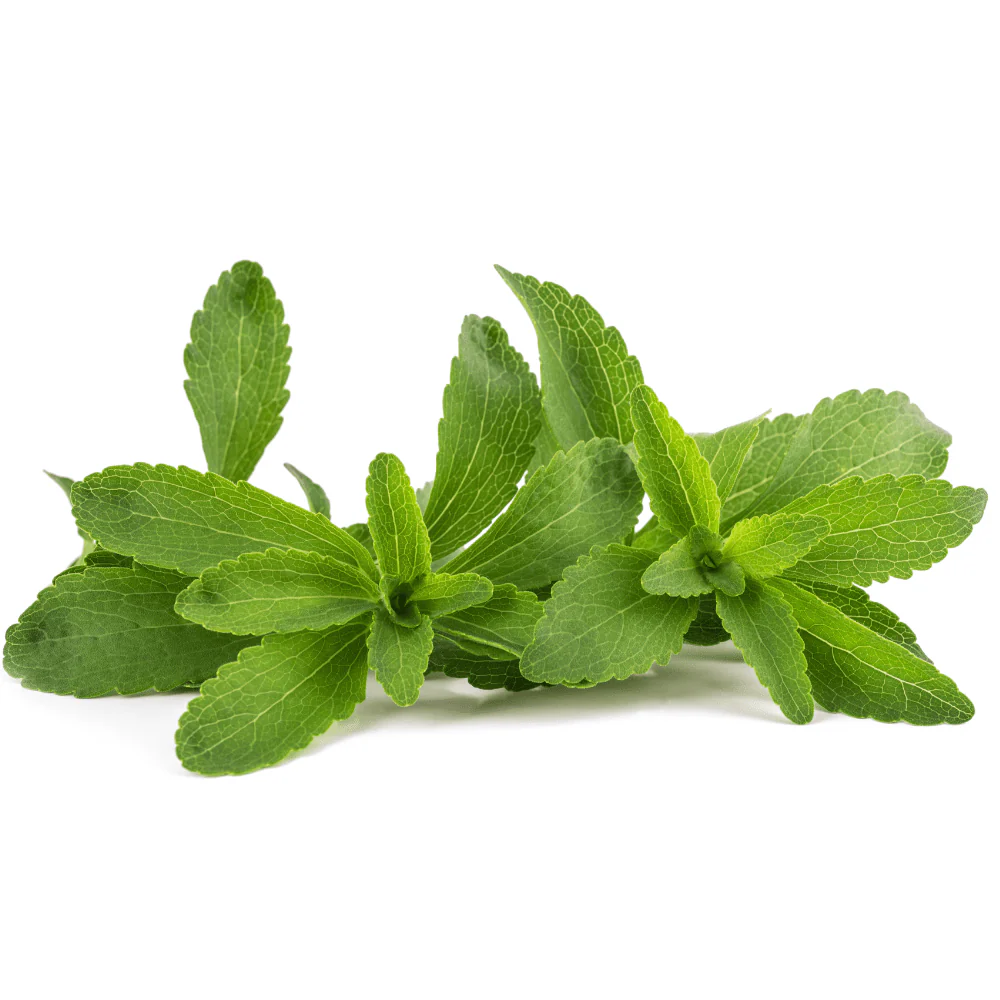 Stevia - Image 2